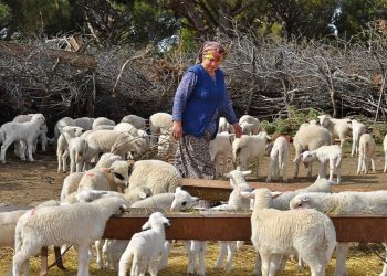 TİGEM 20 bin ton koyun sütü satacak