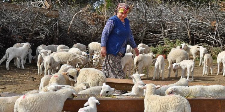 TİGEM 20 bin ton koyun sütü satacak