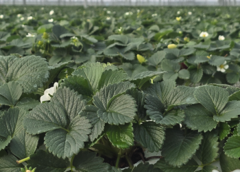 Sera yatırımı ev almaktan daha karlı