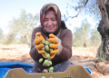 Antalya’da zeytin üretimini artıracak önlemler alındı