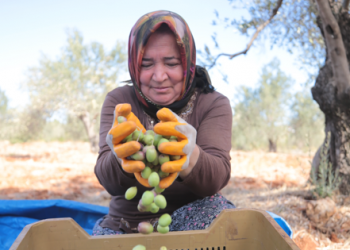 Antalya’da zeytin üretimini artıracak önlemler alındı