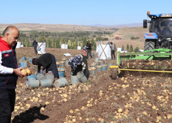 Sivas’ta tohumluk patates hasadı başladı