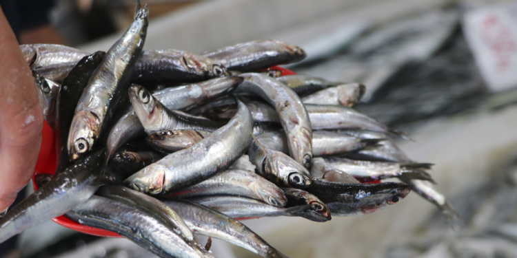 Balık sezonuyla birlikte fiyat beklentileri de oluştu