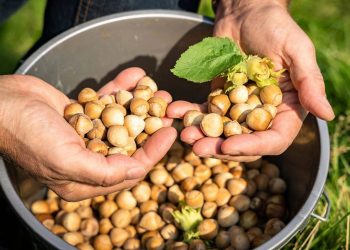 Türkiye fındık ihracatından 20,8 milyar dolar elde etti