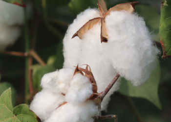 Türk pamuğunun başarısı dünya sınırlarını zorluyor