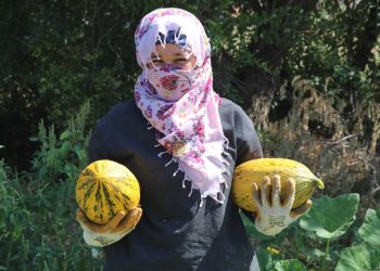 Munzur Dağı eteklerinde kavun, karpuz yetiştiriliyor