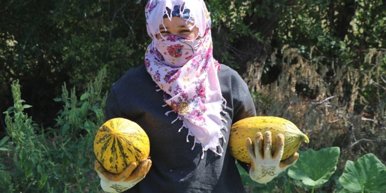 Munzur Dağı eteklerinde kavun, karpuz yetiştiriliyor