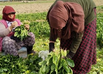 Türk Kızılay’dan depremzede çiftçilere 70,8 milyon lira