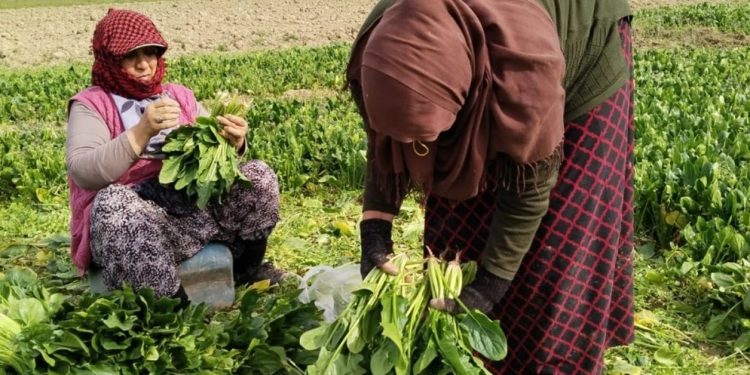 Türk Kızılay’dan depremzede çiftçilere 70,8 milyon lira