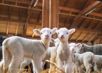 Tarım işletmeleri yeni doğumlardan umutlu