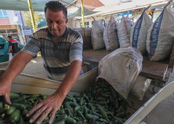 Kornişon turşusu ihracatı 9 ayda 113 milyon doları aştı