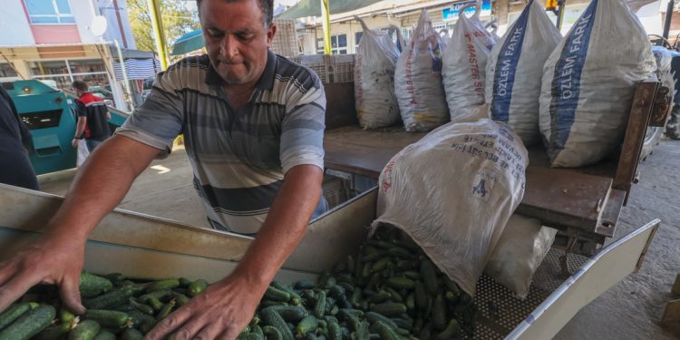 Kornişon turşusu ihracatı 9 ayda 113 milyon doları aştı