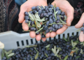 Zeytin hasadı başladı üretimde umutlar arttı