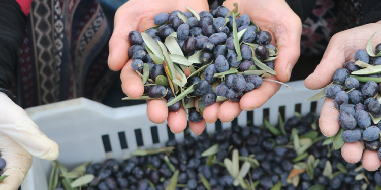 Zeytin hasadı başladı üretimde umutlar arttı