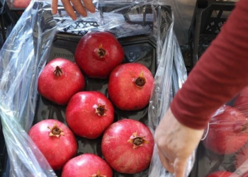 Türkiye’nin nar üretiminin yüzde 21’i Antalya’dan