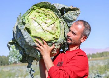 “Erciş lahanası” coğrafi işaret belgesi aldı