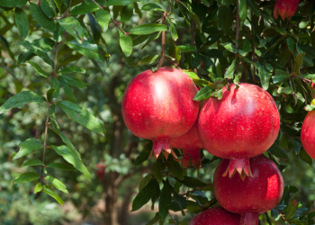 10 aylık nar ihracatı 100 milyon doları aştı