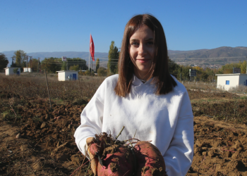 Tatlı patatesten Tokat’ta 5 ton üzeri verim alındı