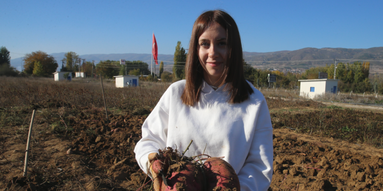 Tatlı patatesten Tokat’ta 5 ton üzeri verim alındı