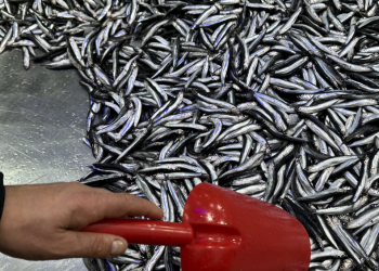 Küçük balık avcılığı “büyük balığı” kaçırabilir