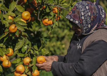 Gümüldür mandalinası dalında satıldı