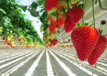 “Topraksız tarımda Avrupa ikincisiyiz”