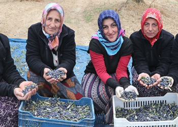 Zeytin tarlalarında hasada kadın eli değdi