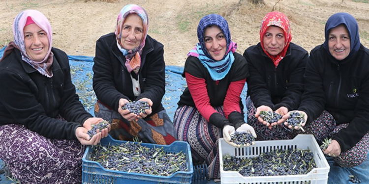 Zeytin tarlalarında hasada kadın eli değdi
