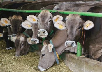 Organize tarım bölgesi “ari damızlık”ta eşik olacak