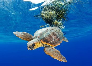 Biyolojik çeşitlilik için TurIST dverede