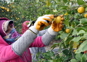Üretici-market fiyat makası limonda açıldı