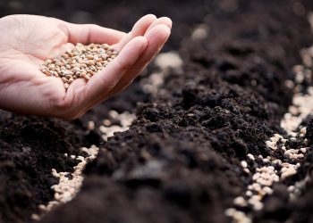 Tohumculuk sektörünün yol haritası belirlendi