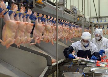 Tavuk eti üretimi arttı yumurta üretimi azaldı