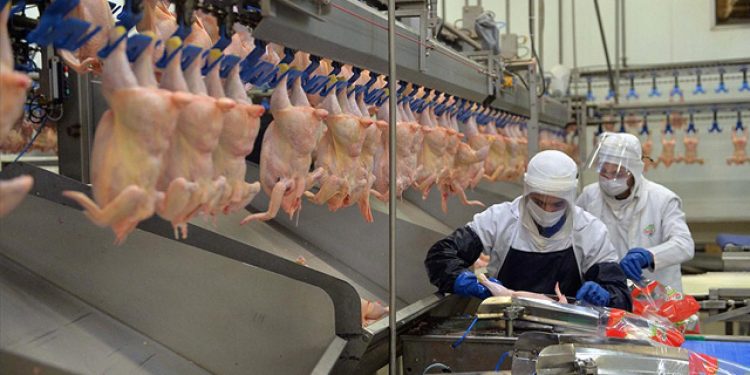 Tavuk eti üretimi arttı yumurta üretimi azaldı