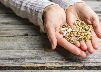 Ata tohumları Tarım Kredi marketlerde satılacak