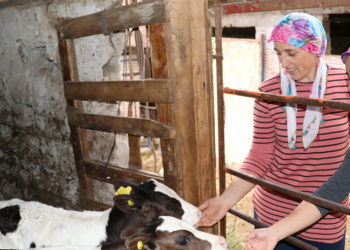 Toplanan inek sütü miktarı yıllık bazda yüzde 10,6 arttı