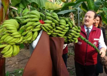 Mersin’de 2 mandalina ve 4 muz çeşidi geliştirildi