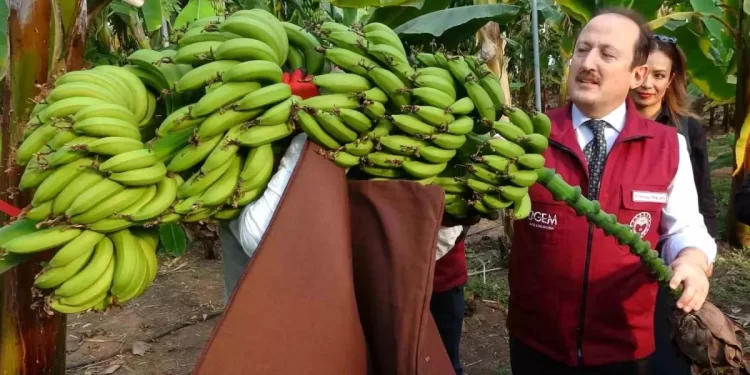 Mersin’de 2 mandalina ve 4 muz çeşidi geliştirildi