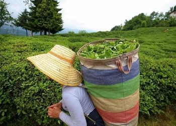 Mevsimlik tarım işçileri için 25 milyon lira ayrıldı