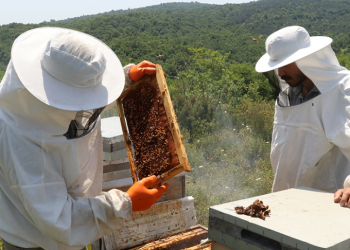 Doğu Karadeniz’den 13 ülkeye bal ihracatı