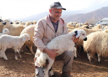 Küçükbaş desteklenirse “yerli et üretimi” artar