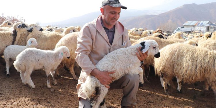 Küçükbaş desteklenirse “yerli et üretimi” artar