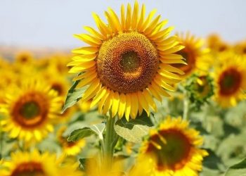 Ayçiçeğinde kuraklığı karşı yeni metot aranıyor