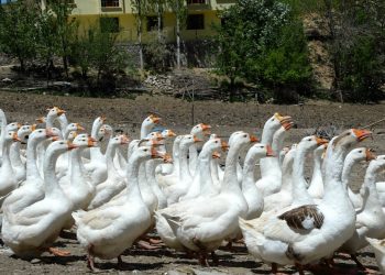 Çiftçiler verilen kazlarla kazancını daha da artıracak