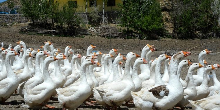 Çiftçiler verilen kazlarla kazancını daha da artıracak