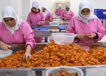 Depremden zarar gören Malatya kayısıyla yine zirveye oynuyor