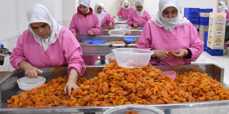 Depremden zarar gören Malatya kayısıyla yine zirveye oynuyor