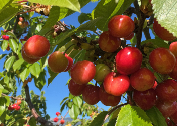 Yılın ilk kirazı 3 bin 500 liradan alıcısıyla buluştu