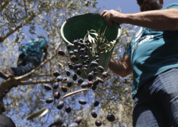 Zeytin üreticilerine budama ve aşılama eğitimi verildi