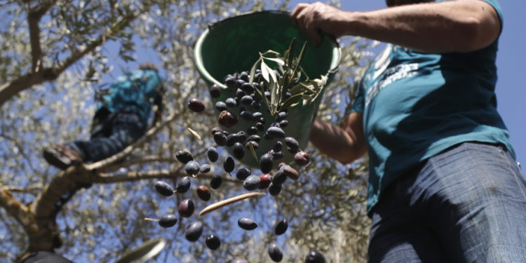 Zeytin üreticilerine budama ve aşılama eğitimi verildi